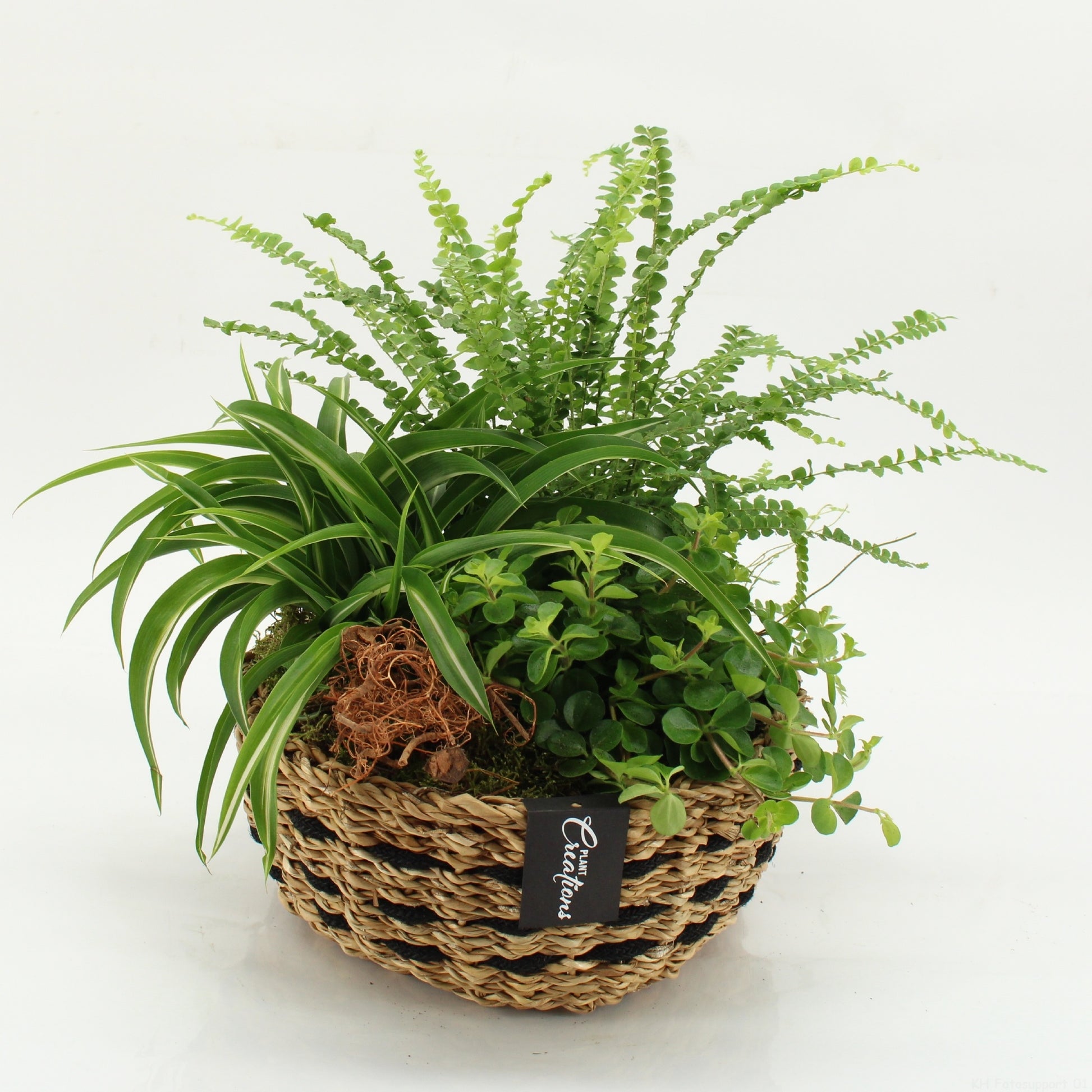 GRCR-2634 Green Essentials 35cm 26cm Pot