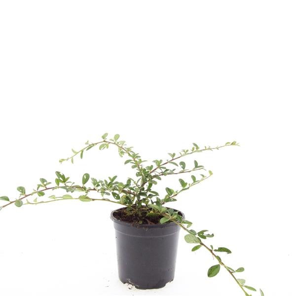 Boer, W.T.M. de Cotoneaster dam. Miranda Pack of 8