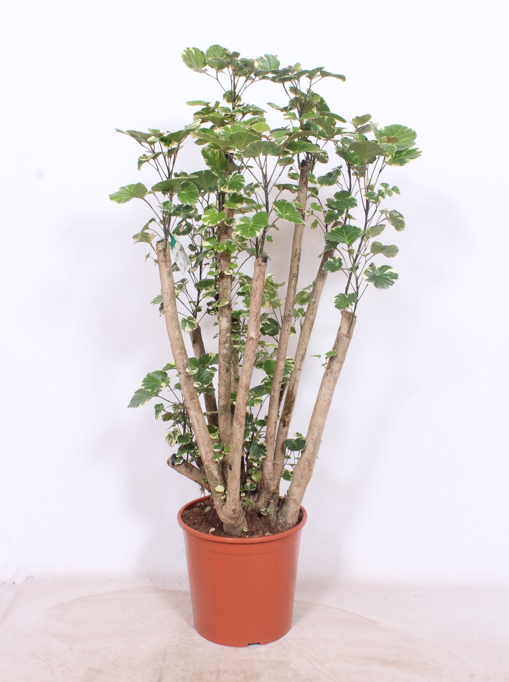 Polyscias scut. Balfourii 130cm 30cm Pot