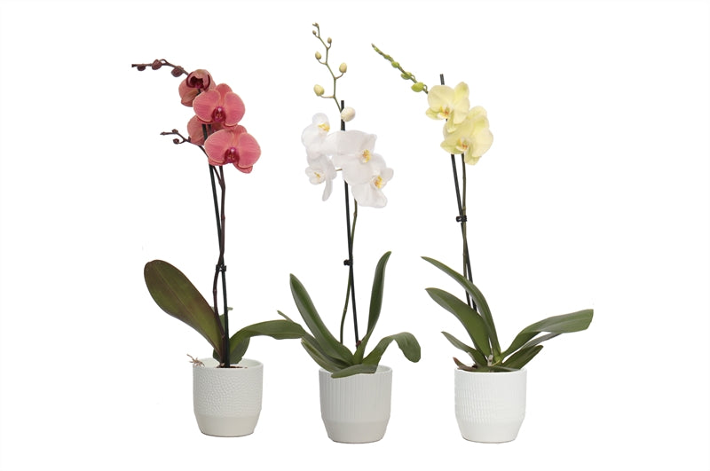 Phalaenopsis mix 55cm 12cm Pot