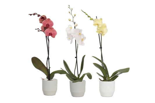 Phalaenopsis mix 55cm 12cm Pot