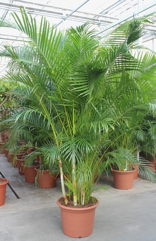 Dypsis lutescens 270cm 55cm Pot