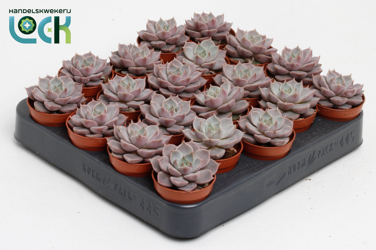 Echeveria Lola 8cm 505cm Pot