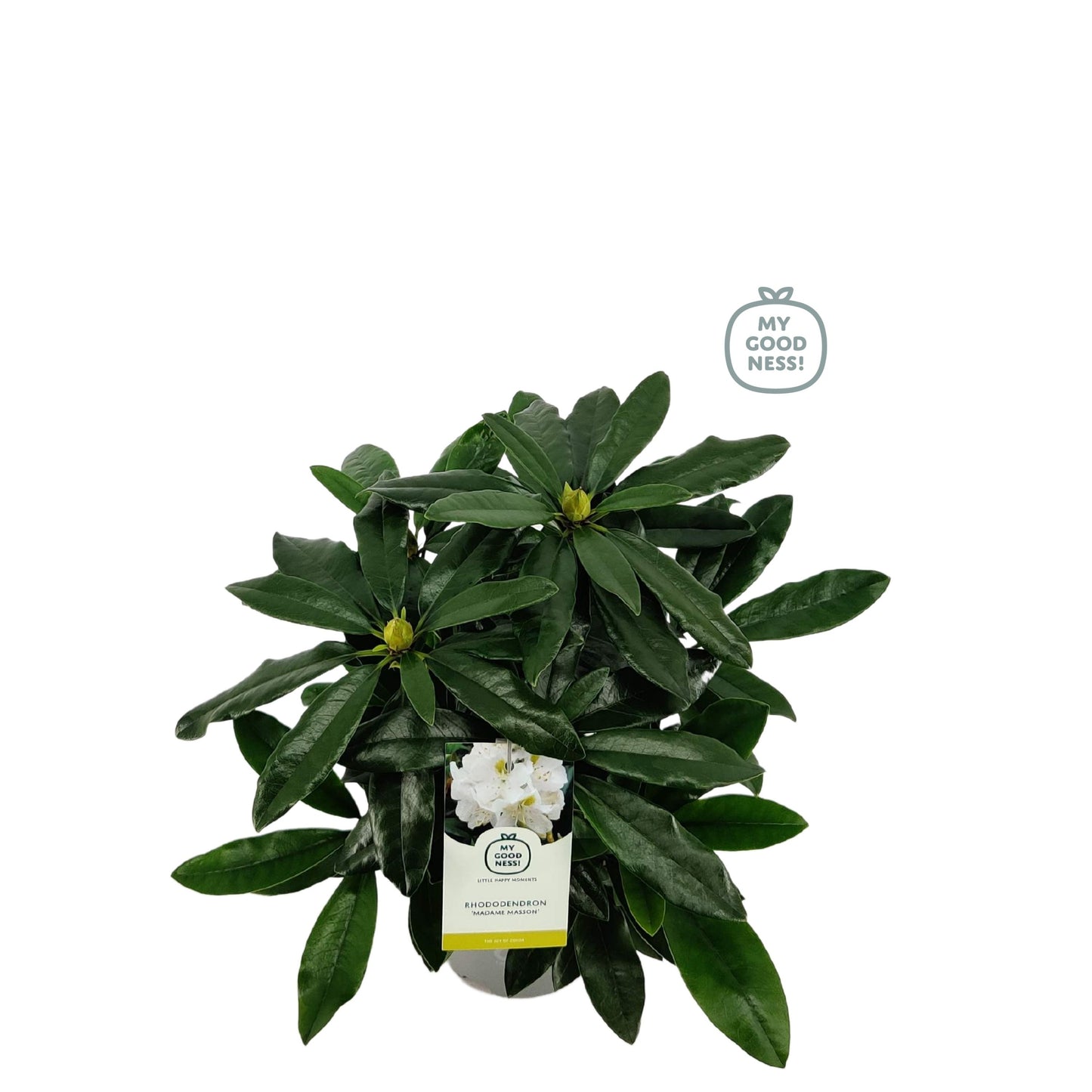 Leybaert BVBA Rhododendron Madame Masson Pack of 1