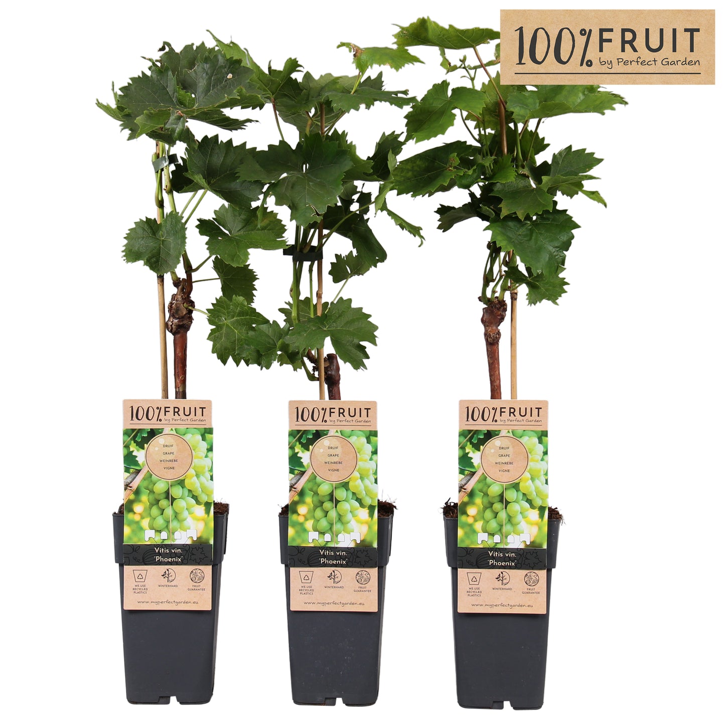 Vitis vinifera Phoenix 65cm 15cm Pot
