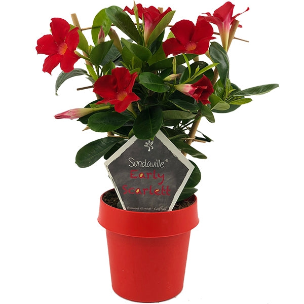 Beauty Plants Mandevilla red trellis Pack of 6