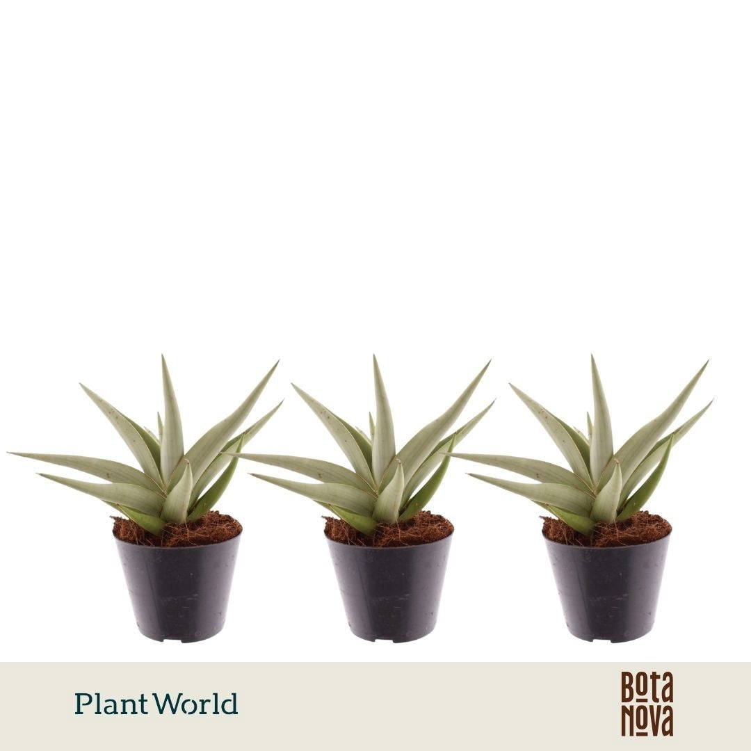 Sansevieria cylindrica 20cm 10.5cm Pot
