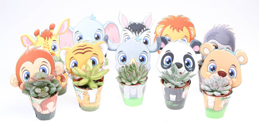 Potcover zoo succulent mix 8cm 5.5cm Pot