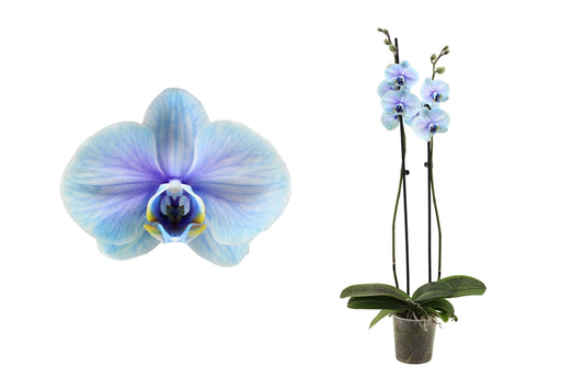 Phalaenopsis Hybrid 55cm 12cm Pot
