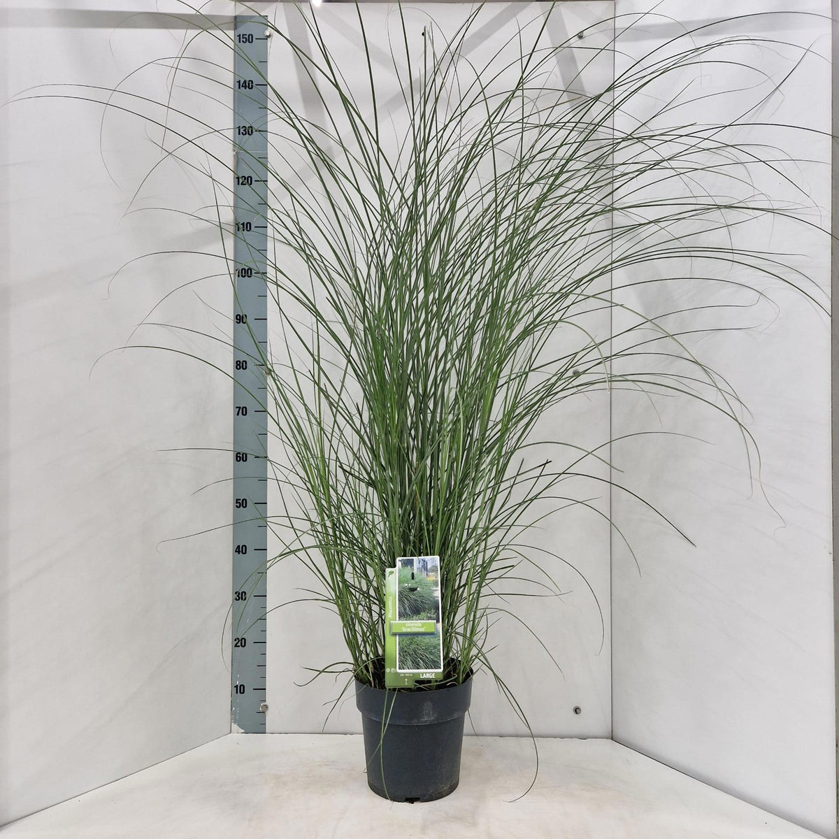 Miscanthus sin. Gracillimus 140cm 23cm Pot