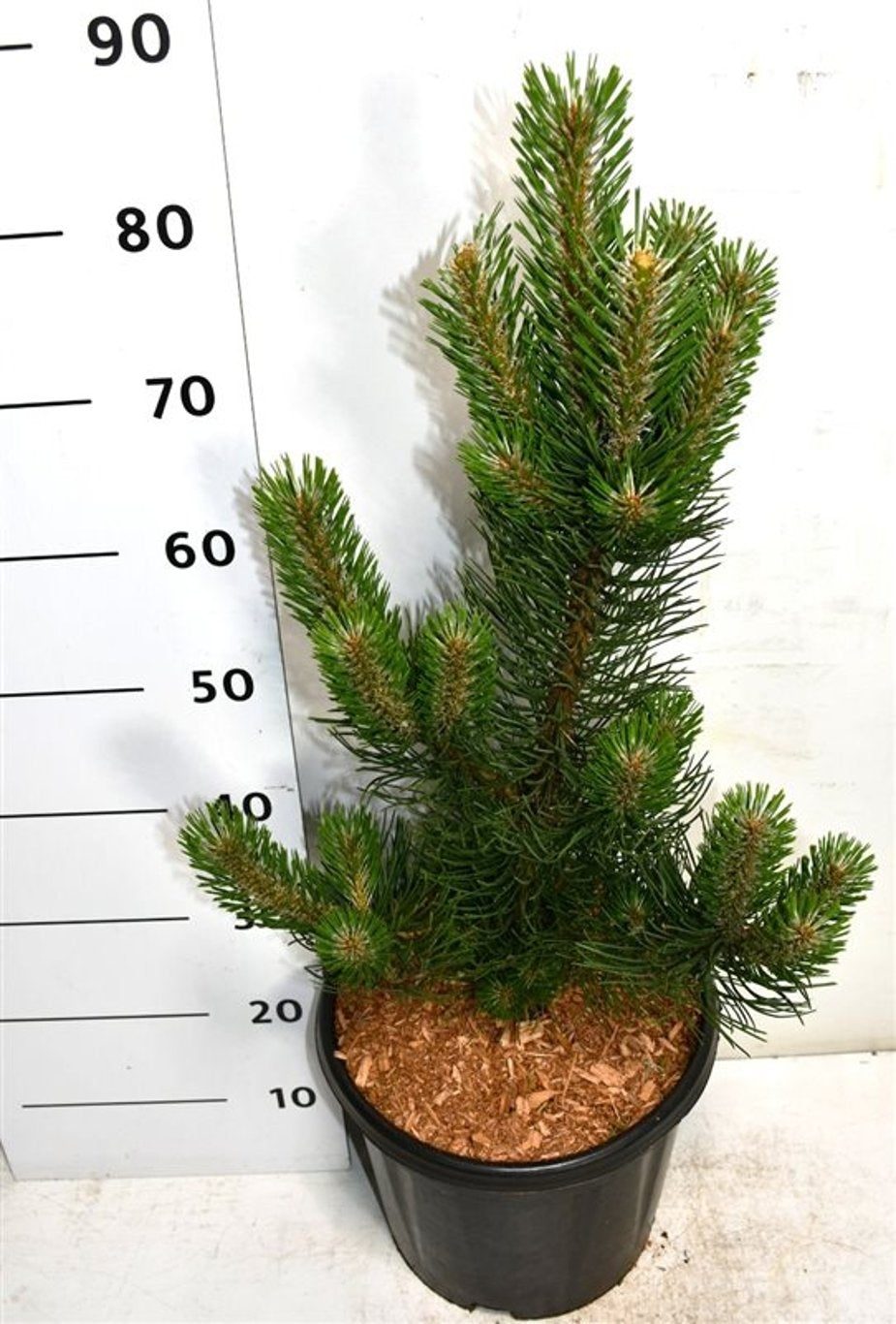 Bloemenkampen BV, Hkw. de Pinus nigra Oregon Green Pack of 1