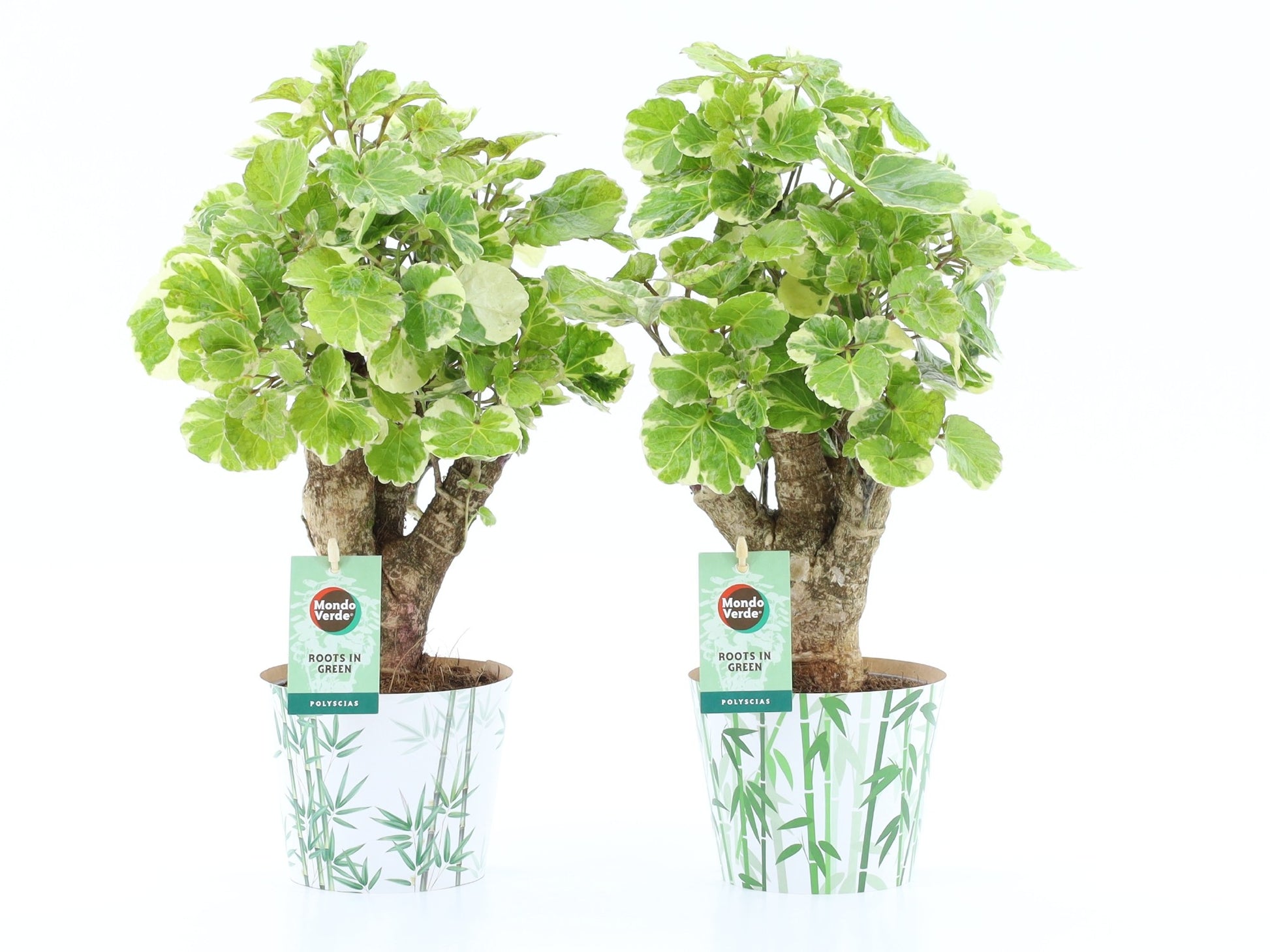 Polyscias scut. Balfourii 40cm 12cm Pot