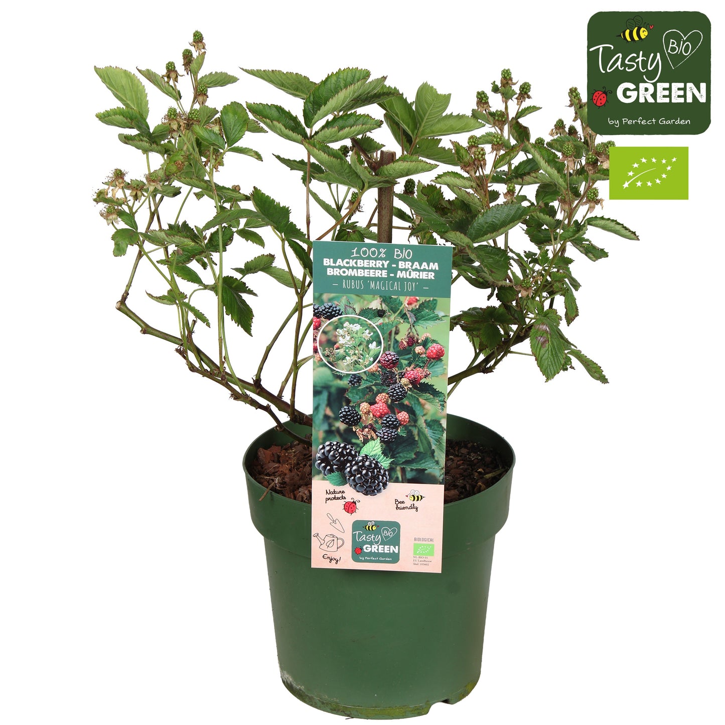 Rubus fruticosus 70cm 23cm Pot
