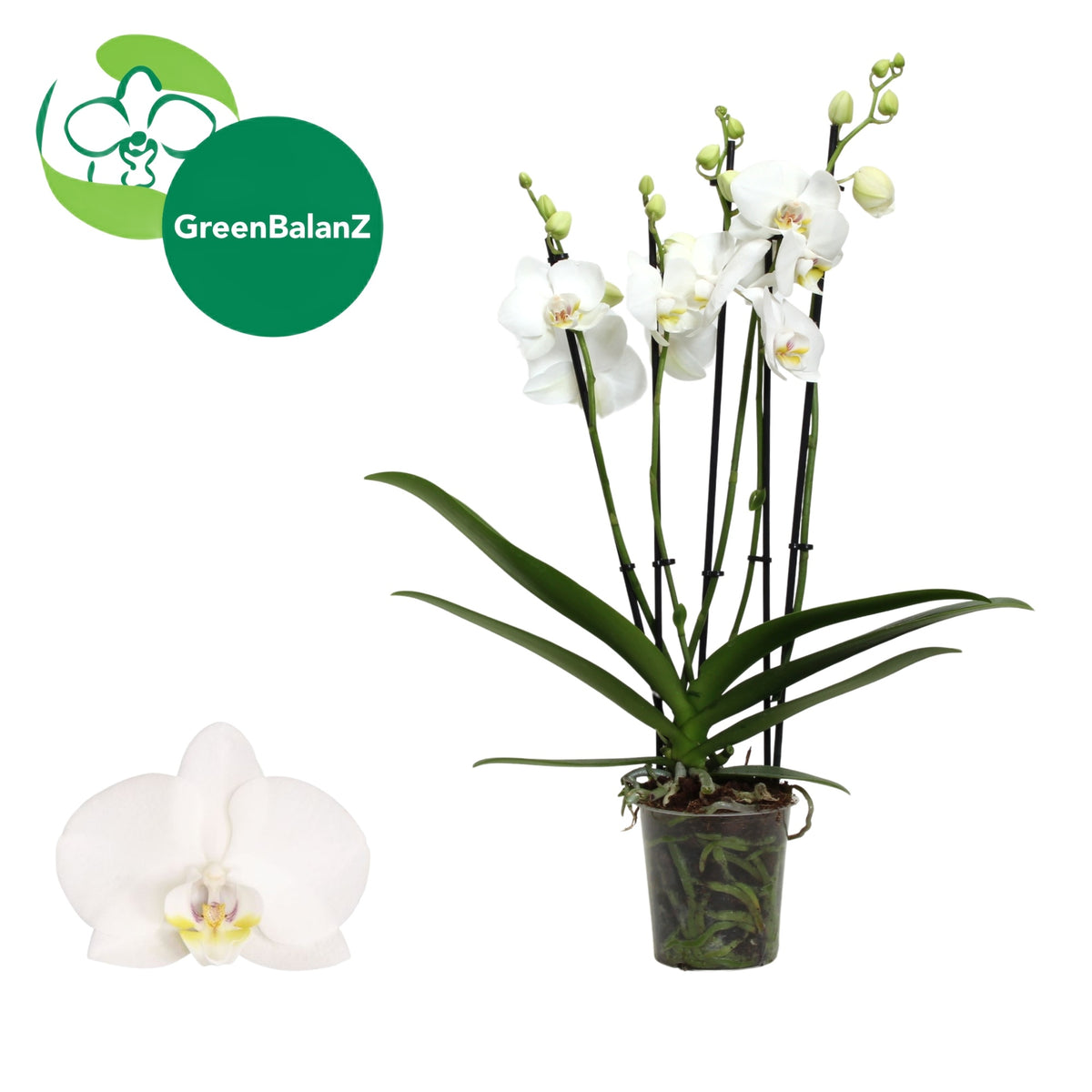 Phalaenopsis white 55cm 12cm Pot