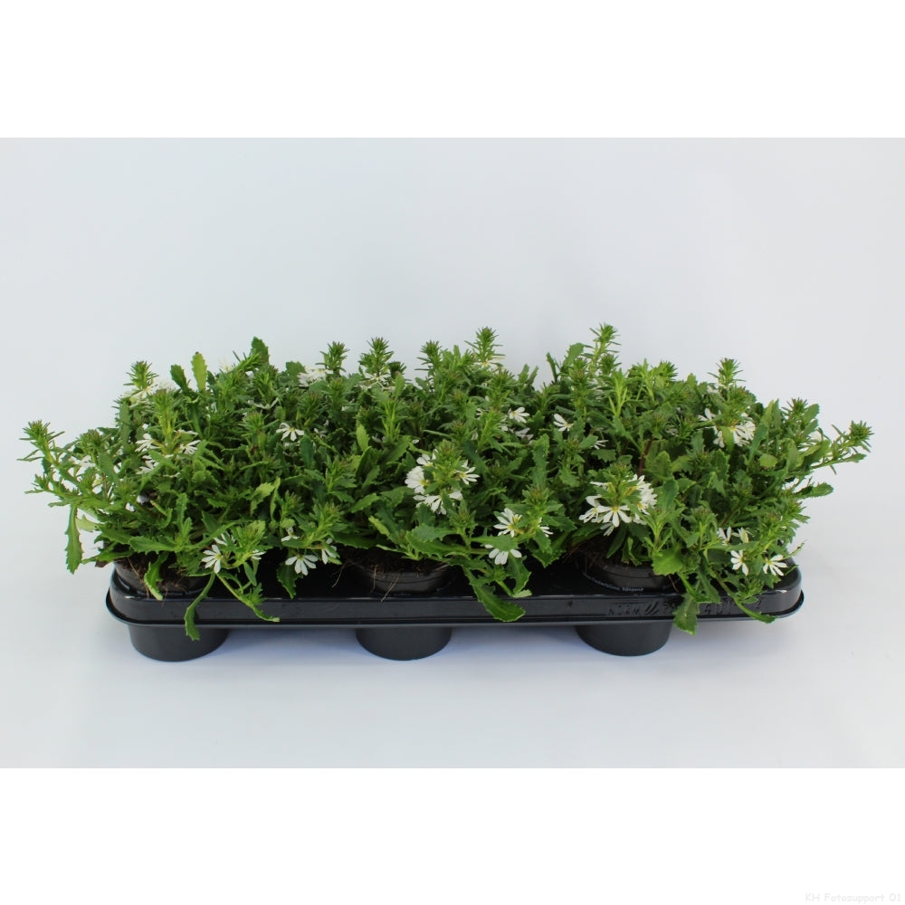 Scaevola Toppot White 20cm 510cm Pot