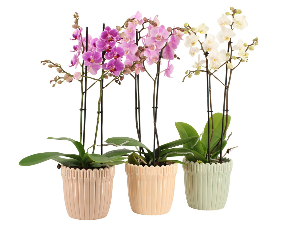 Phalaenopsis mix 50cm 12cm Pot