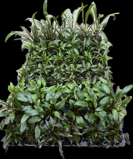 Aquarium plant mix 15cm 1cm Pot