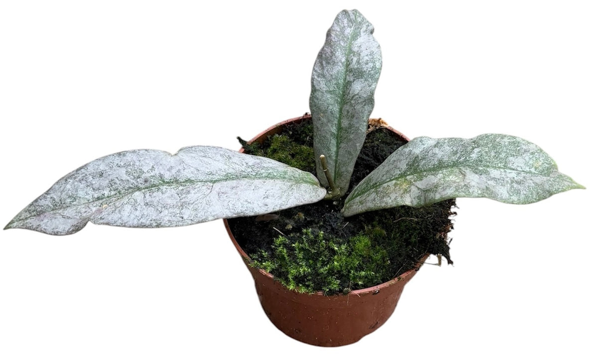 Hoya australis 10cm 8cm Pot