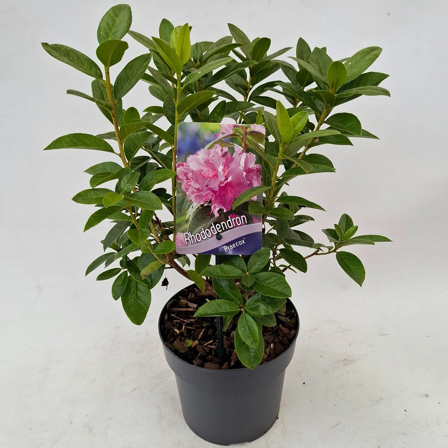 Rhododendron praecox 25cm 17cm Pot