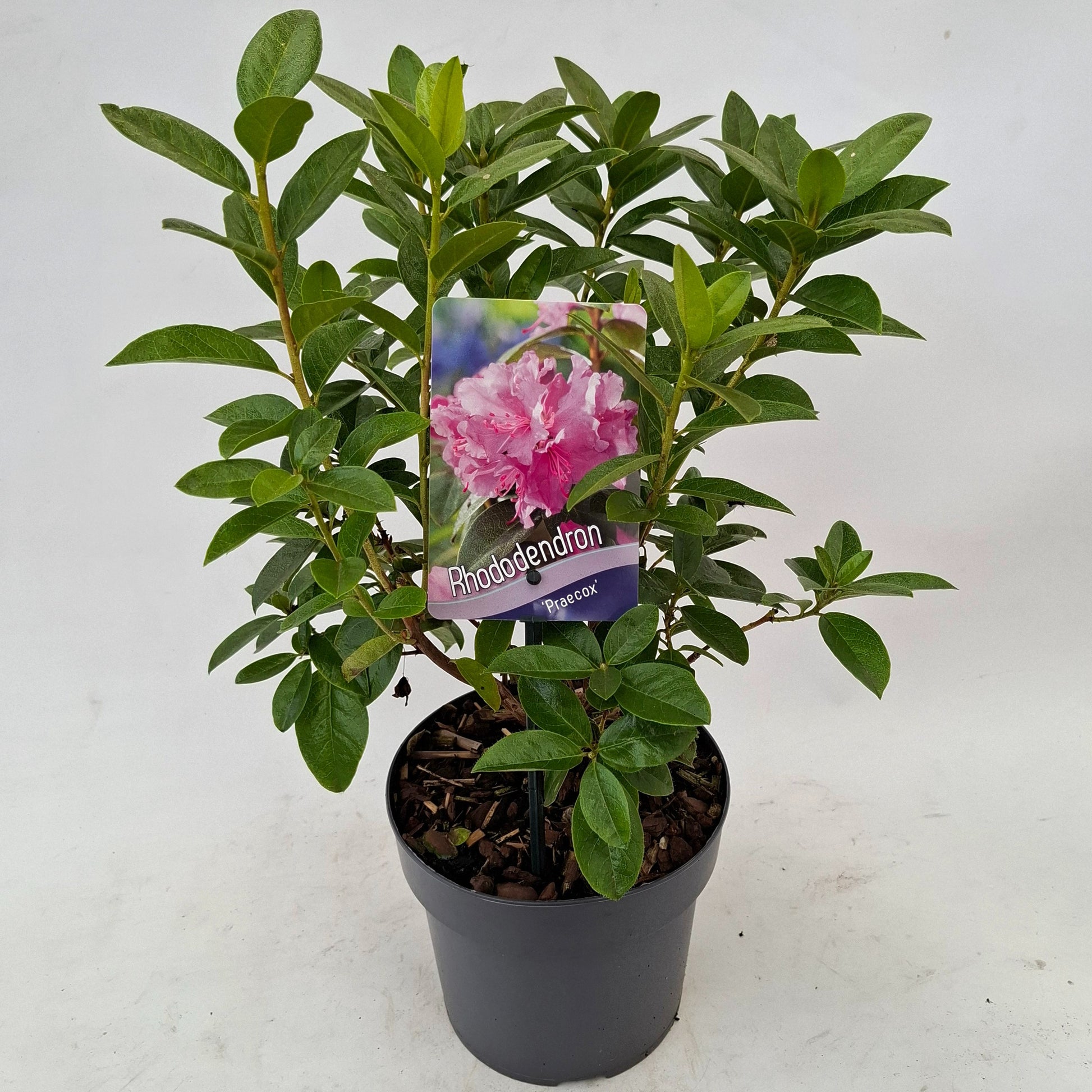 Rhododendron praecox 25cm 17cm Pot