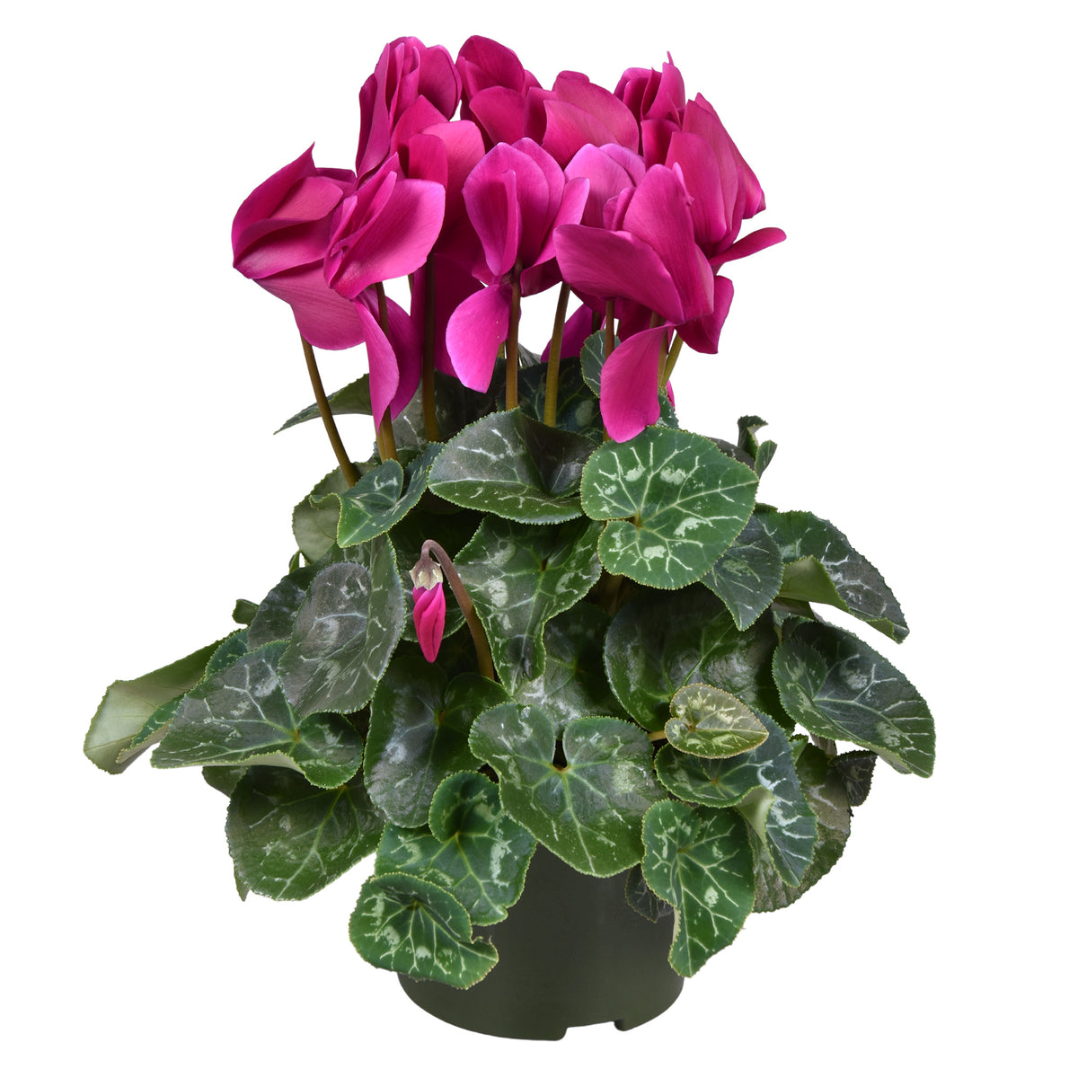 Cyclamen Leopardo purple 30cm 13cm Pot