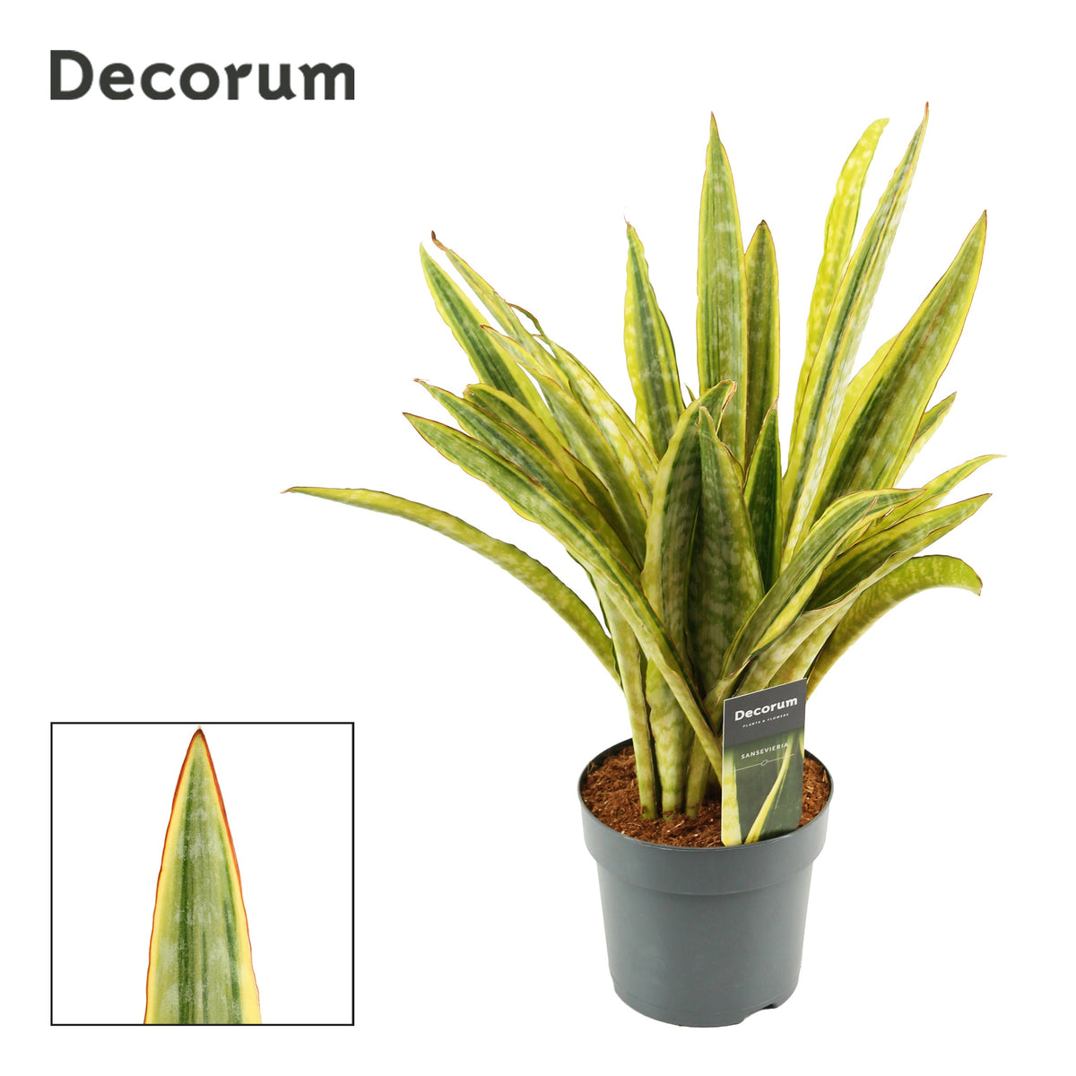 Sansevieria trifasciata 50cm 14cm Pot