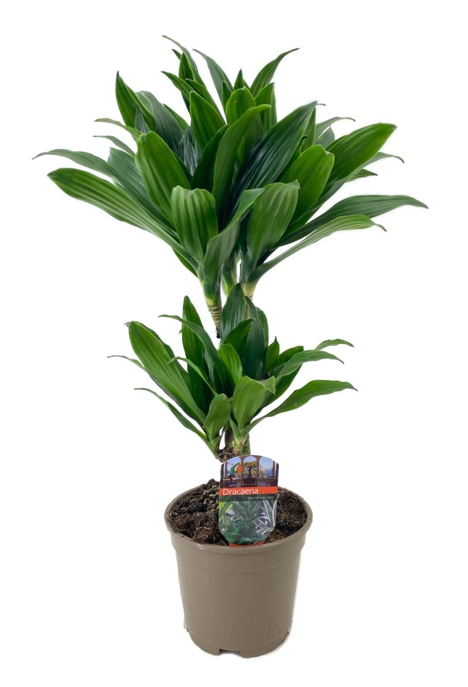 Luiten Kwekerij BV Dracaena fragrans Compacta 30-10 Pack of 6