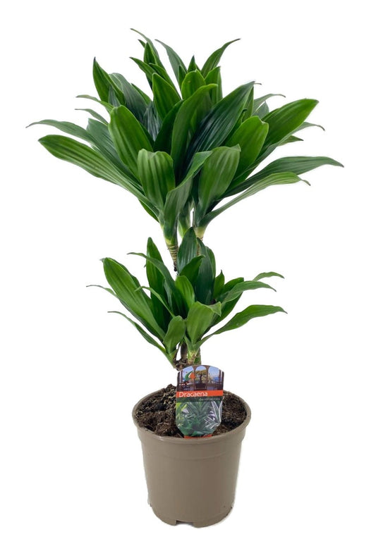 Dracaena fragrans Compacta 30-10 80cm 17cm Pot