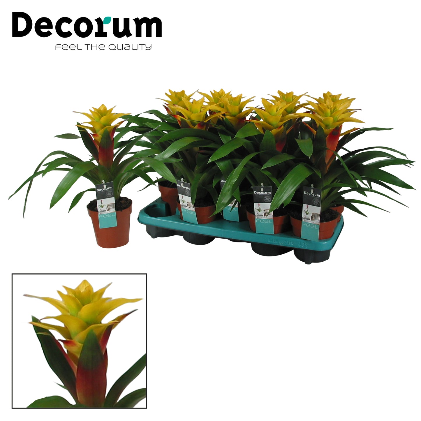 JungleStar BV Guzmania Fancy Pack of 6