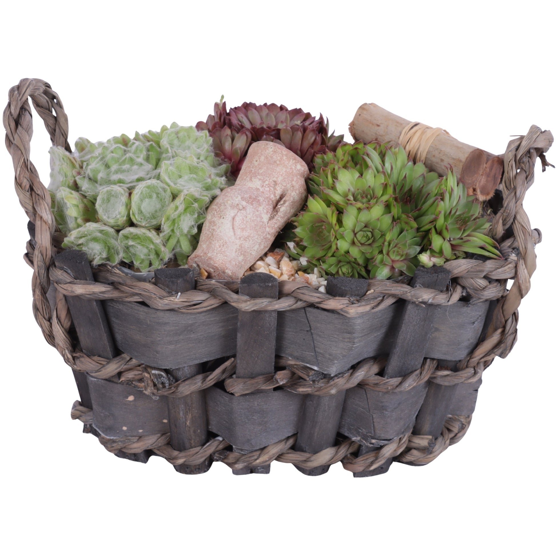 arr. Sempervivum 20cm 29cm Pot