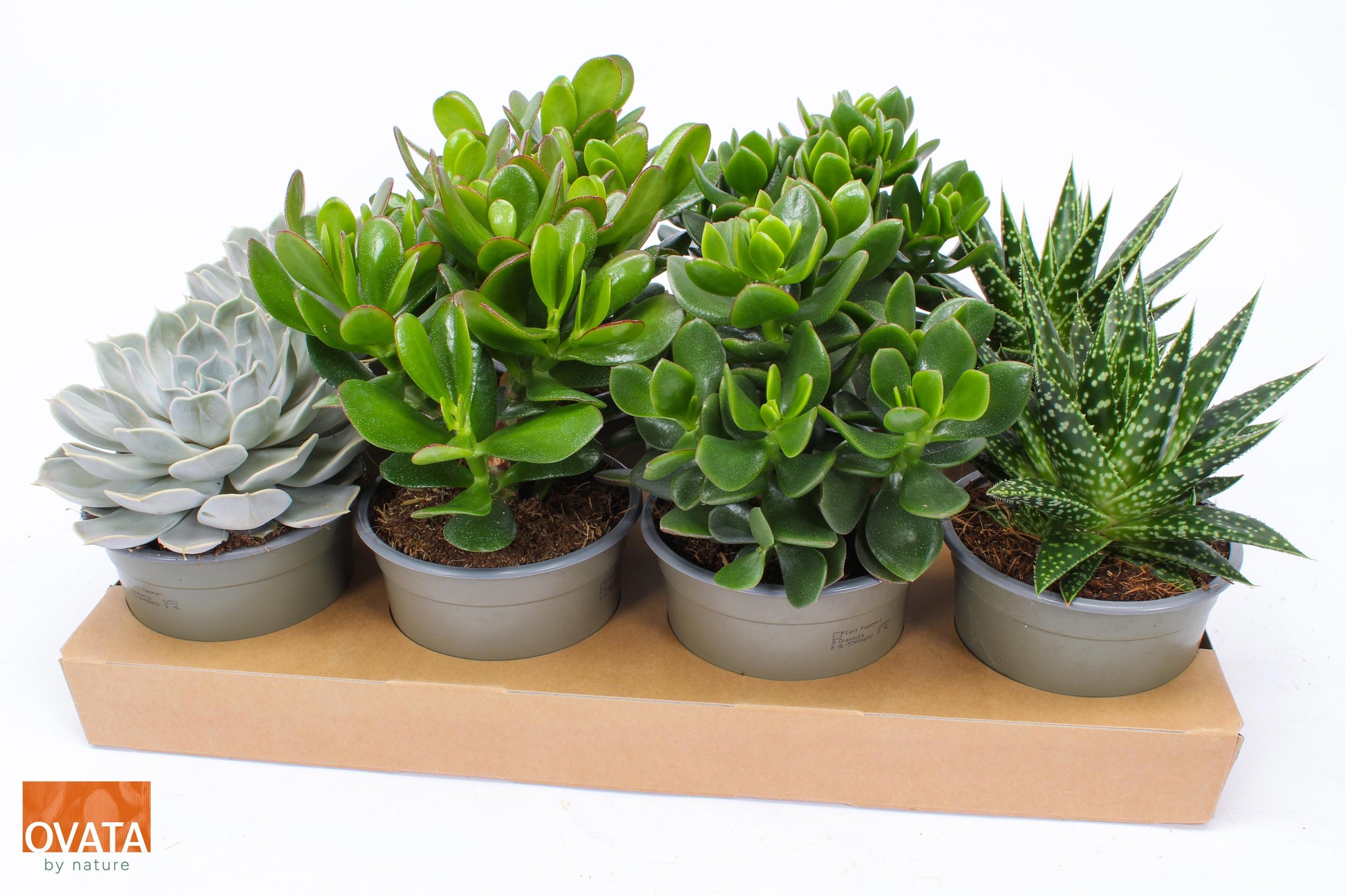 Succulent mix 16cm 14cm Pot