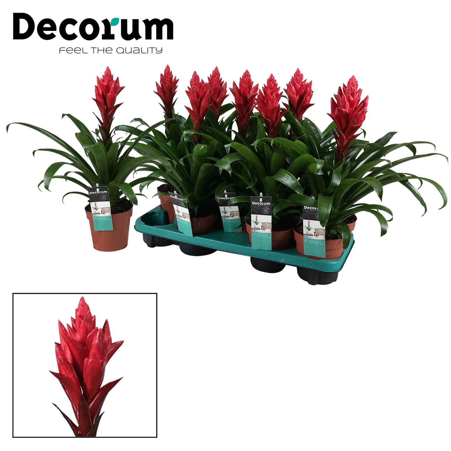 JungleStar BV Guzmania Patricia Pack of 9
