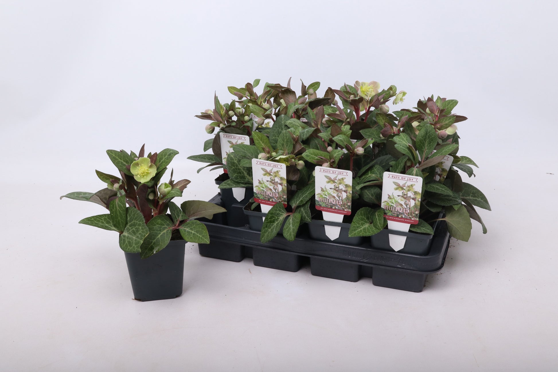 Helleborus liv. Purple Price 15cm 9cm Pot