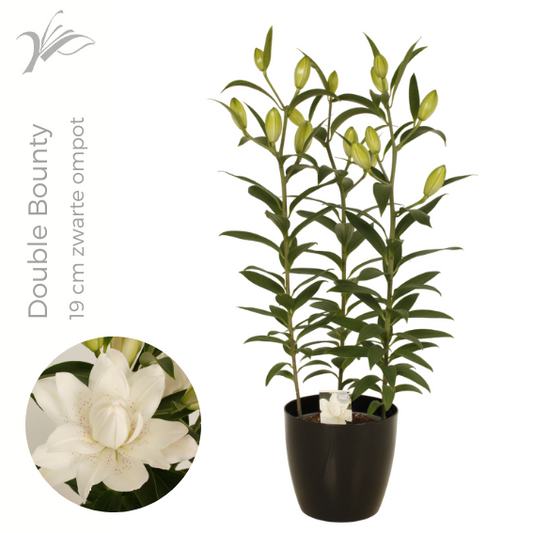 Lilium or. Sunny Double Bounty 60cm 19cm Pot