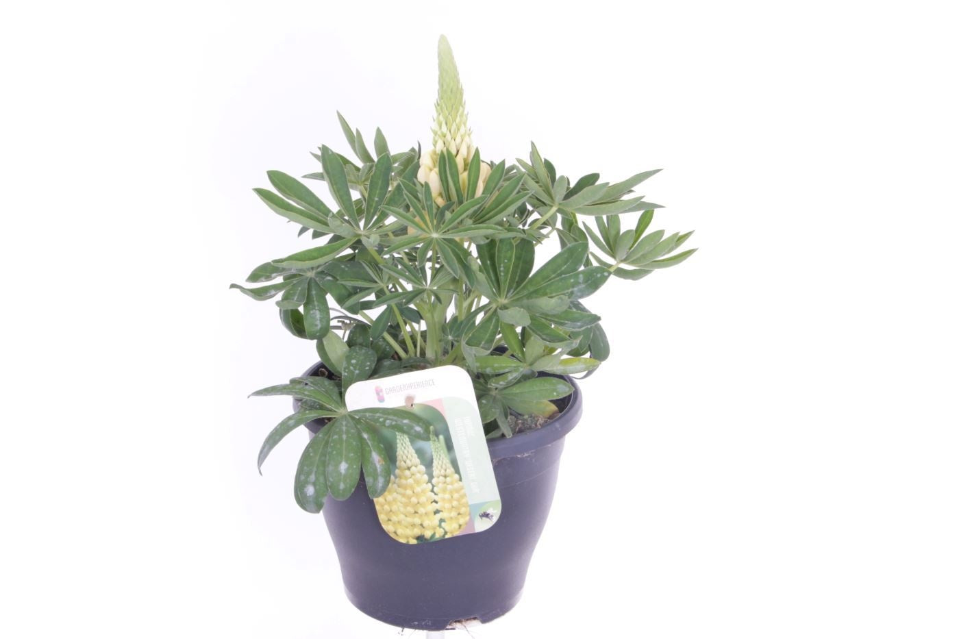 Lupinus Desert Sun 45cm 23cm Pot