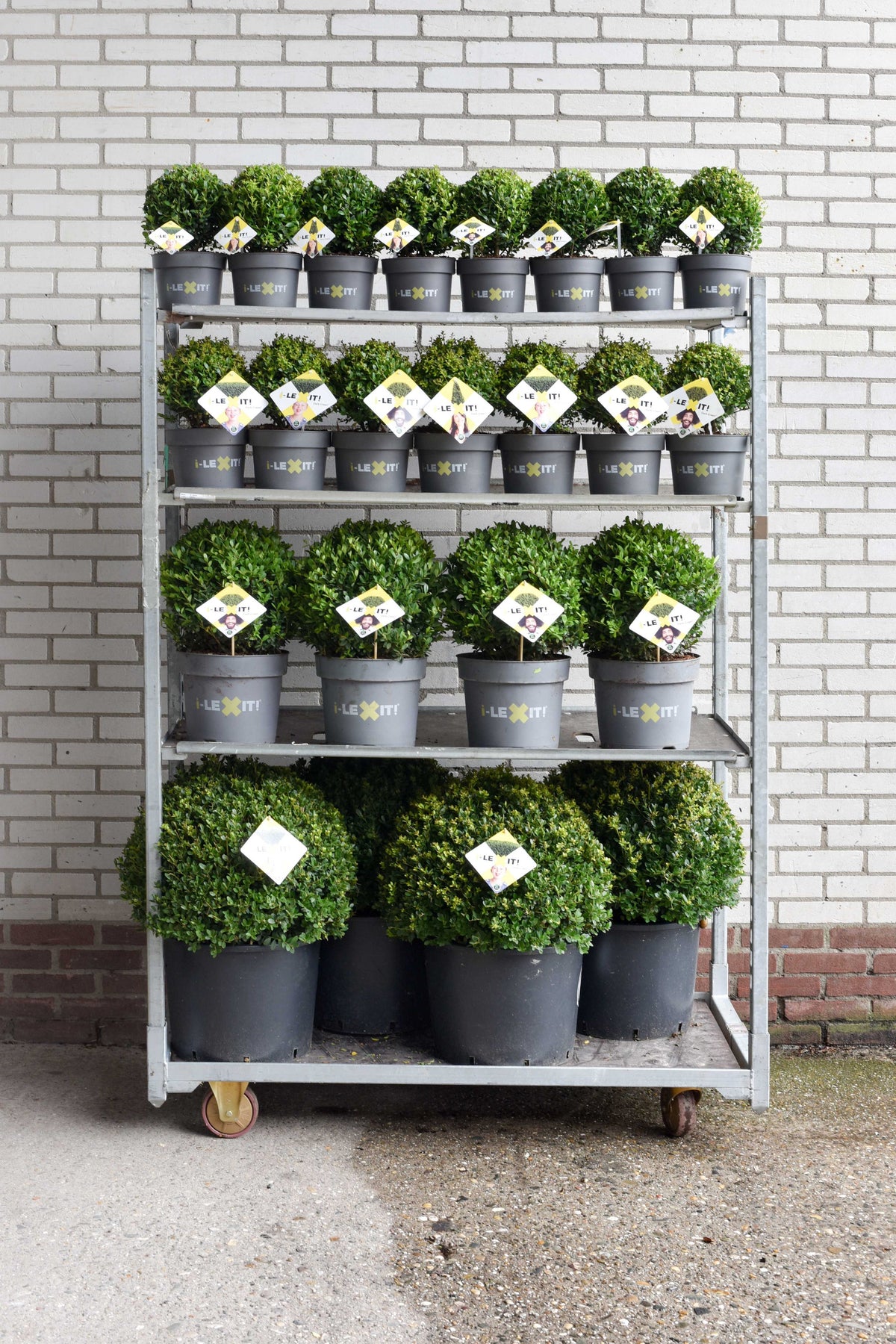 Ilex crenata Dark Green 998cm 998cm Pot