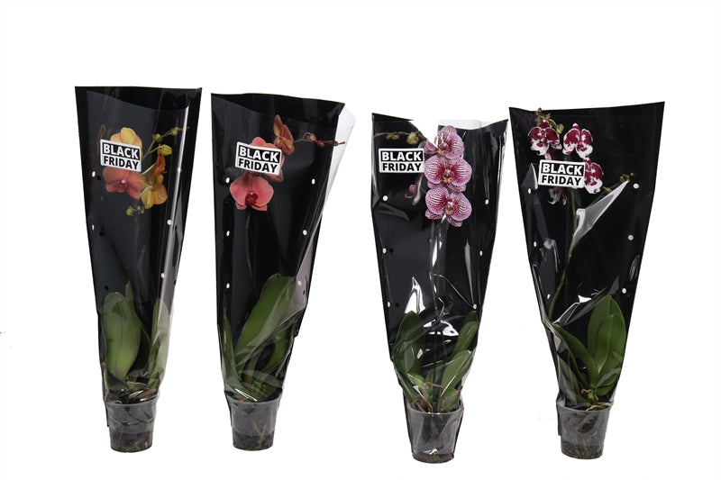 Logico Phalaenopsis mix Pack of 8