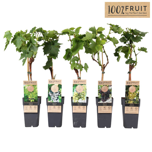 Vitis Attika (Grape) 65cm 15cm Pot