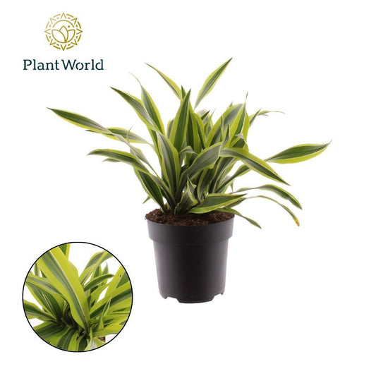 Dracaena fragrans Lemon Lime 40cm 19cm Pot