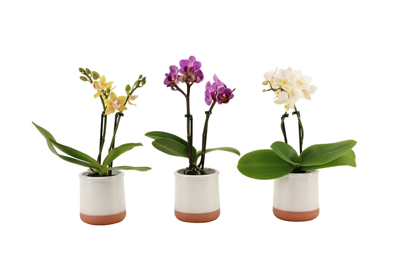 Phalaenopsis hybrid 17cm 6cm Pot