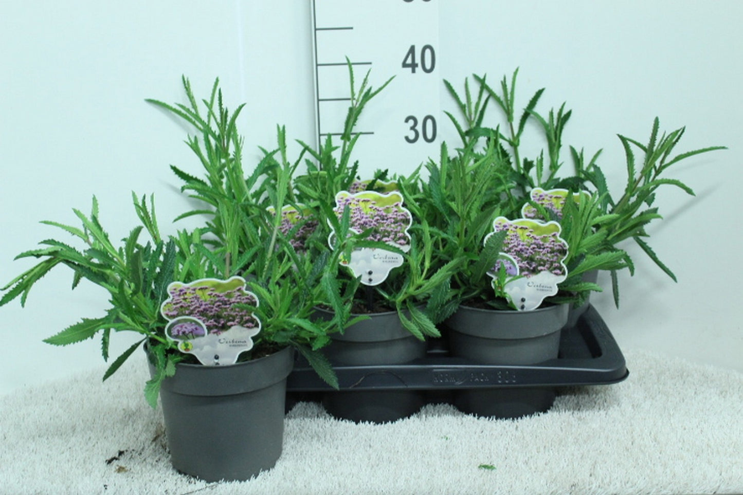 Verbena bonariensis 35cm 17cm Pot