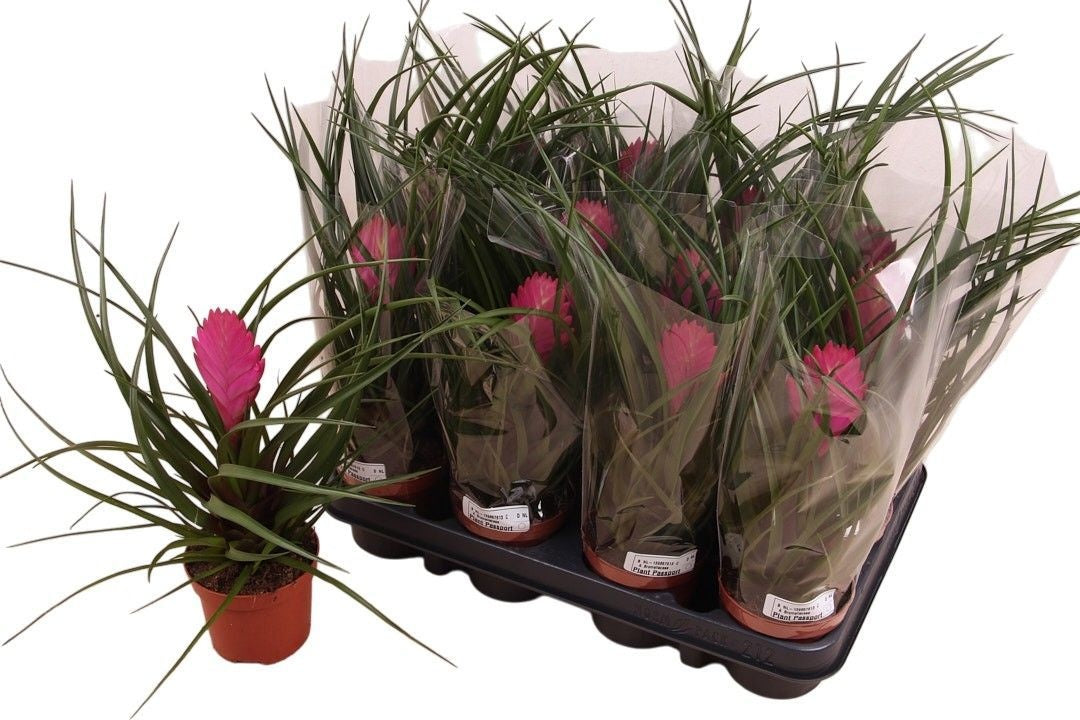 Tillandsia cyanea 30cm 9cm Pot