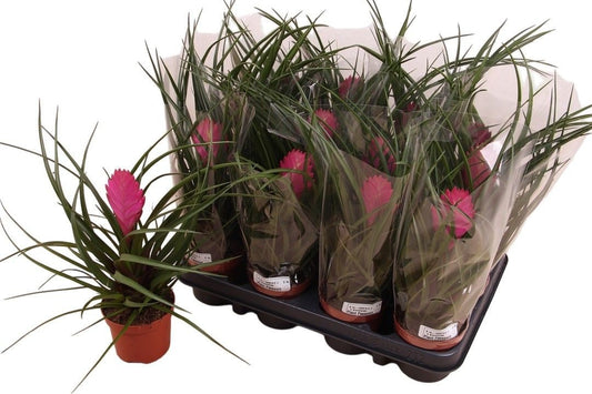 Tillandsia cyanea 30cm 9cm Pot