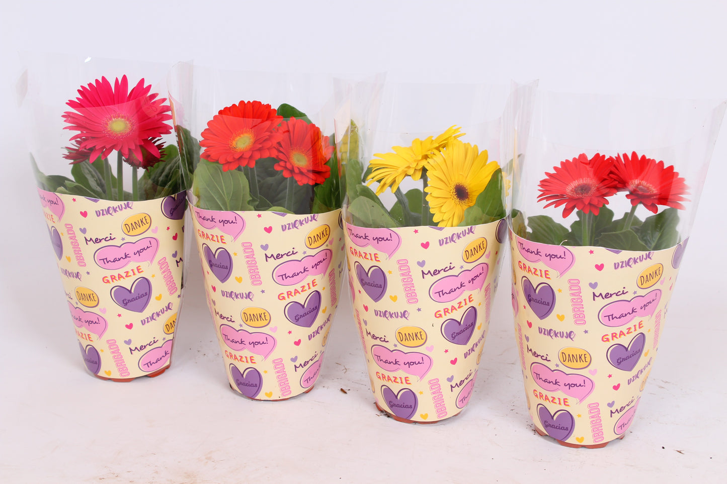 Gerbera Colourgame mix 23cm 12cm Pot