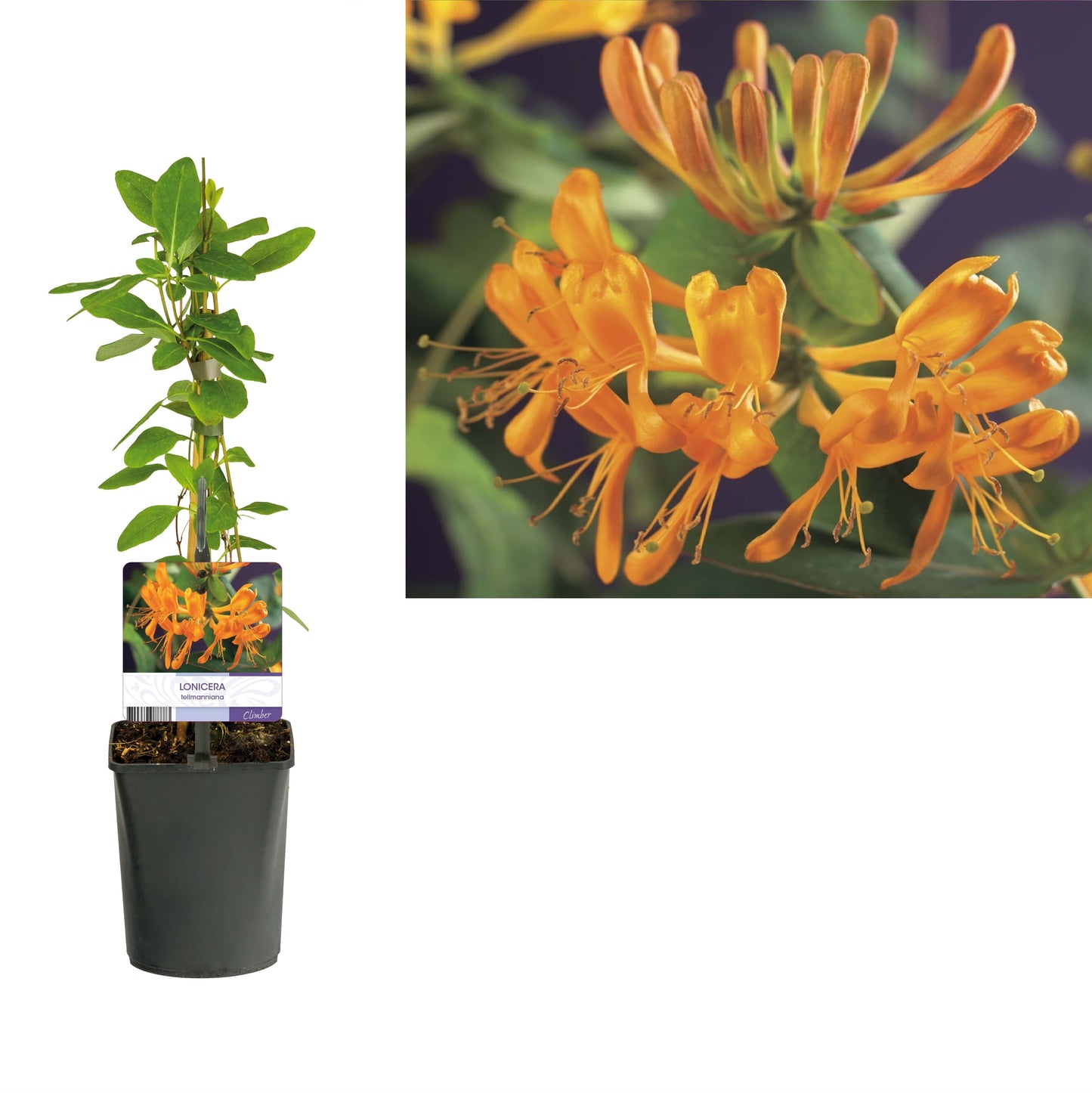 Lonicera tellmanniana 40cm 11cm Pot
