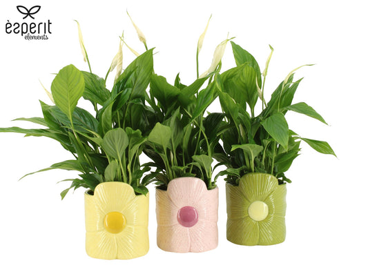 Spathiphyllum Torelli 45cm 12cm Pot