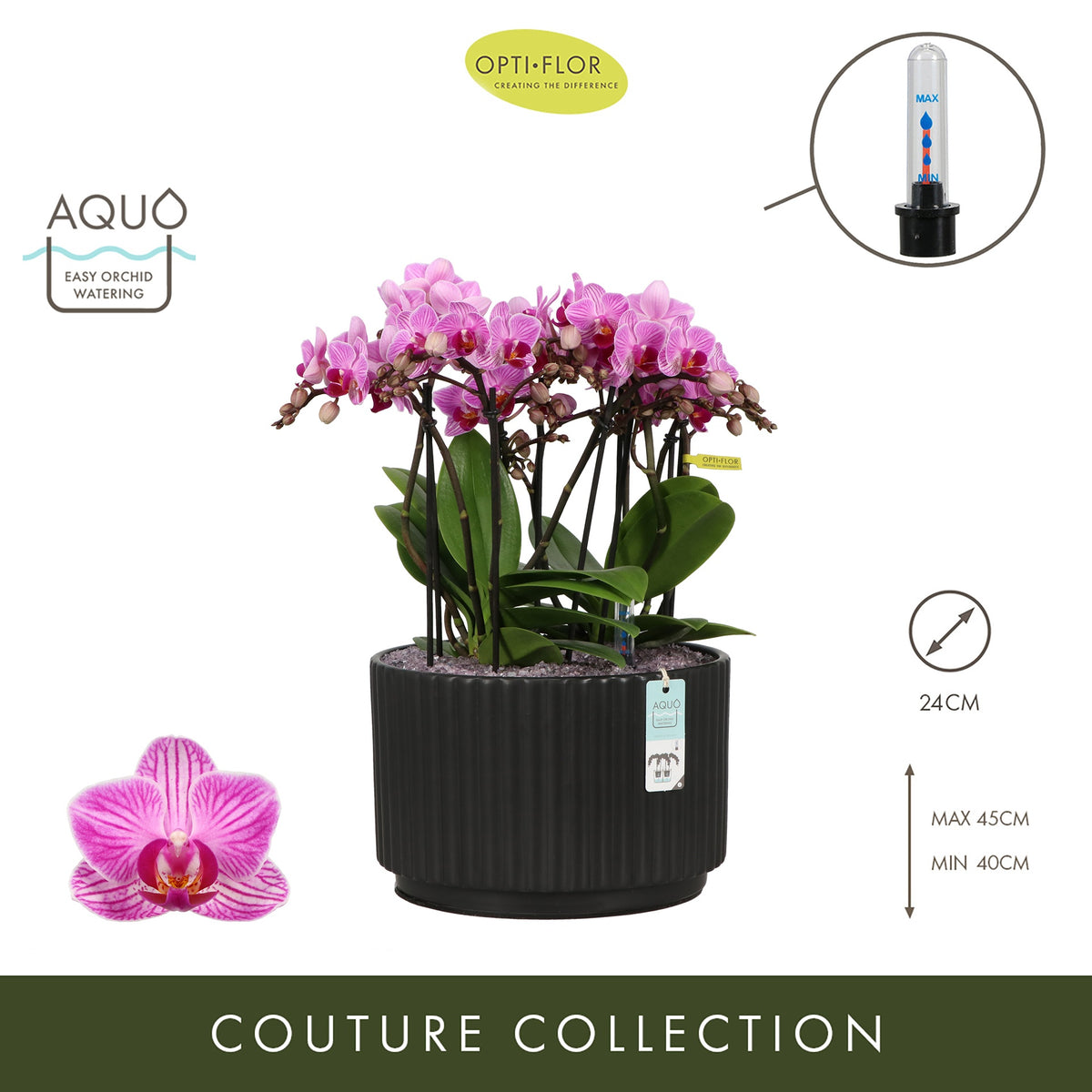 Arrangementen Phalaenopsis multiflora H% 24cm Pot