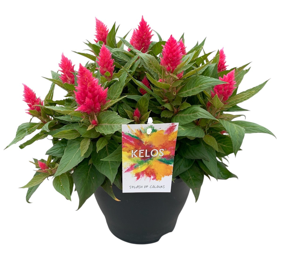 Celosia Kelos Fire Pink 35cm 20cm Pot