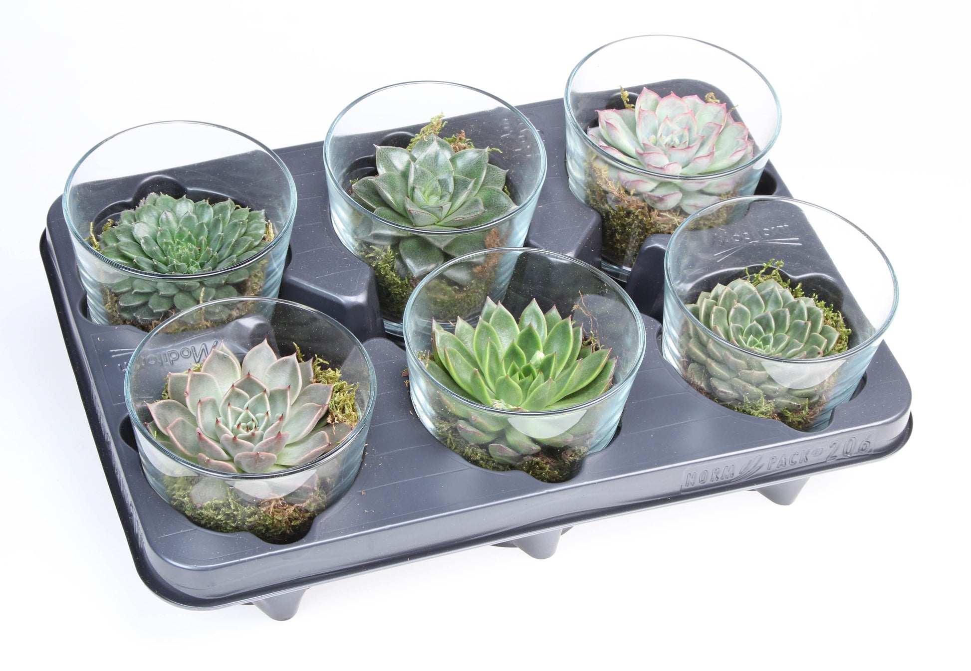 Deco glas succulent 10cm 10cm Pot