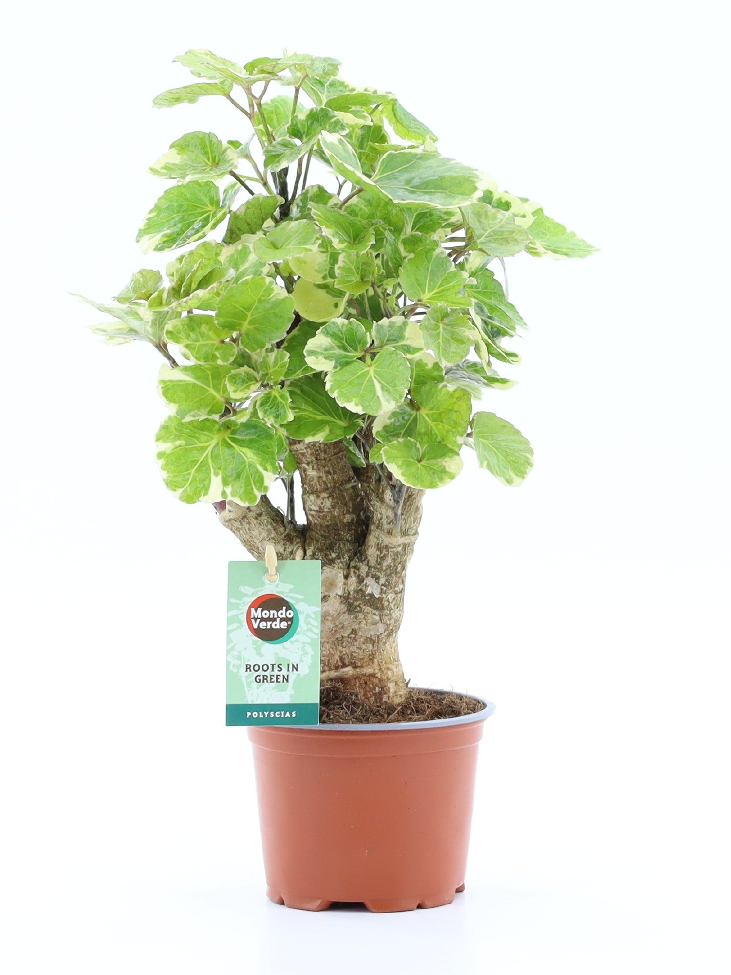 Polyscias scut. Balfourii 40cm 12cm Pot